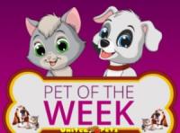 a pet of the week award